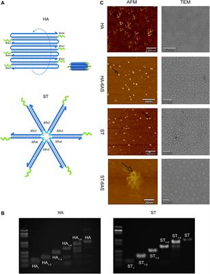 Computable structured aptamer for targeted treatment of ovarian cancer